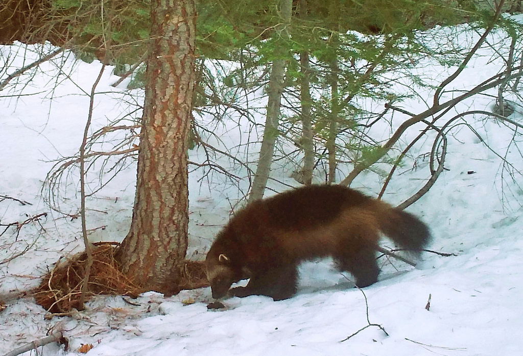 FILE - This on Feb. 27, 2016, file photo provided by the California Department of Fish and Wildlife, from a remote camera set by biologist Chris Stermer, shows a mountain wolverine in the Tahoe National Forest near Truckee, Calif., a rare sighting of the predator in the state. (Chris Stermer/California Department of Fish and Wildlife via AP, File)