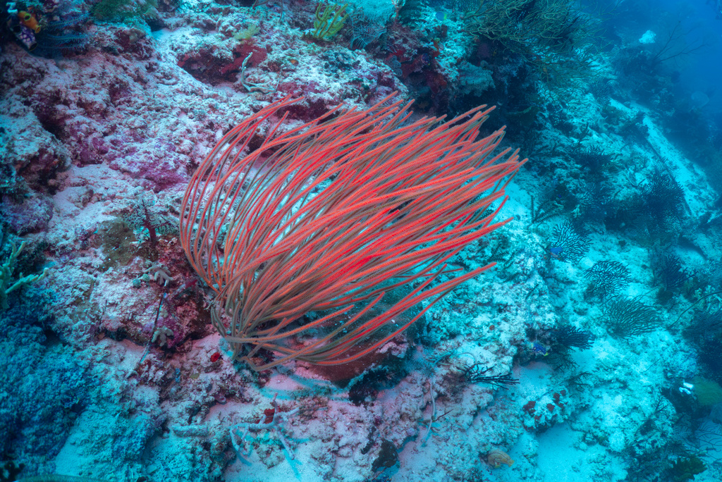 Soft coral is visible at the Gorgonian Wall dive site in Misool, Raja Ampat, Indonesia, Tuesday, March 3, 2026. (AP Photo/Claudia Rosel)