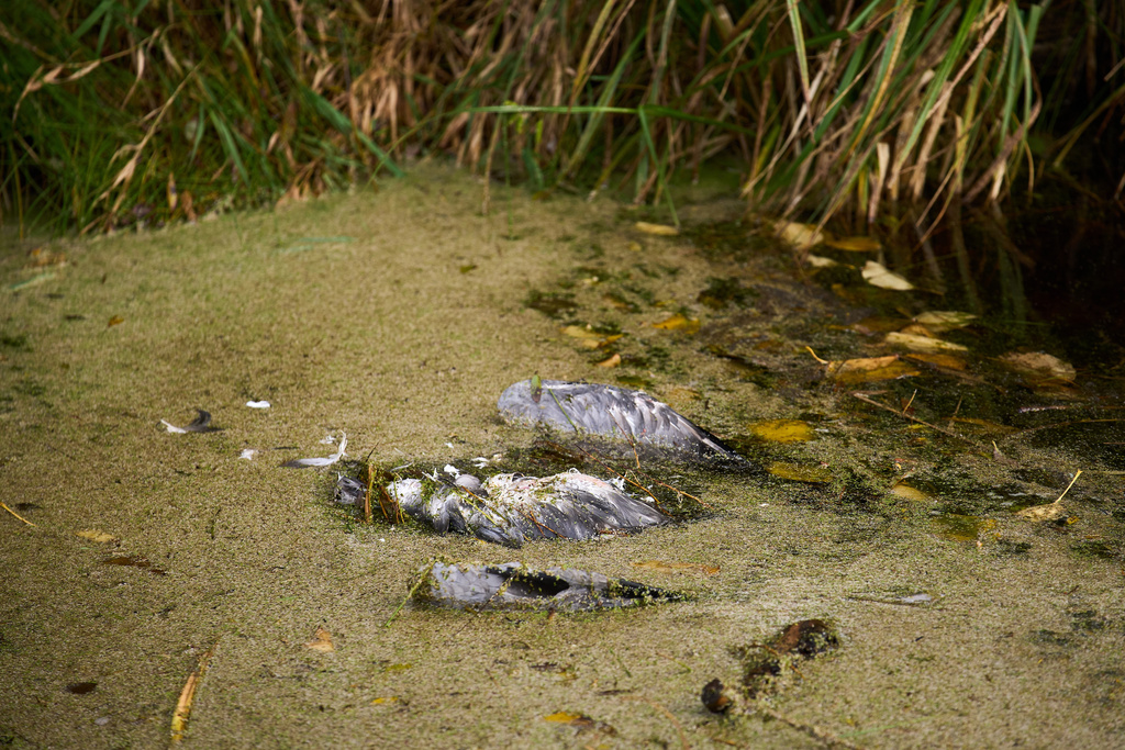 A bird dead from bird flu lays in a lake in Linum, Brandenburg, Germany, Monday, Oct. 27, 2025. (AP Photo/Ebrahim Noroozi)