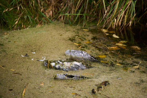A bird dead from bird flu lays in a lake in Linum, Brandenburg, Germany, Monday, Oct. 27, 2025. (AP Photo/Ebrahim Noroozi) A bird dead from bird flu lays in a lake in Linum, Brandenburg, Germany, Monday, Oct. 27, 2025. (AP Photo/Ebrahim Noroozi)