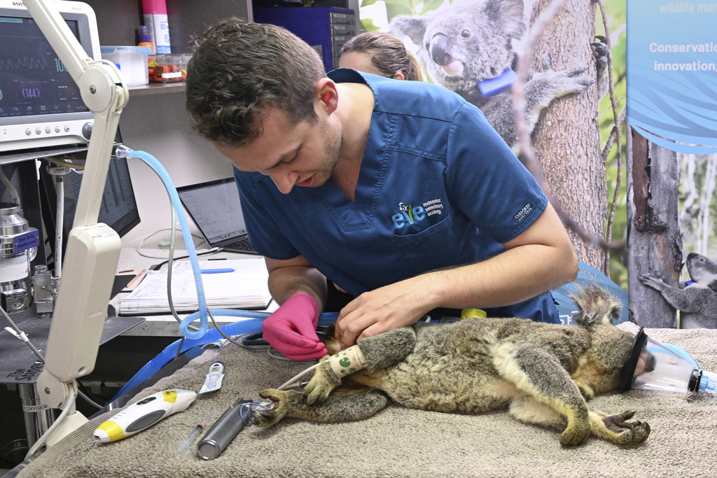 A Koala is seen being treated for chlamydia by senior Veterinarian Dr Julian Grosmaire at the Endeavour Veterinary Ecology at Toorbul, north of Brisbane, Australia, Tuesday, Sept. 9, 2025. (Darren England/AAP Image via AP)