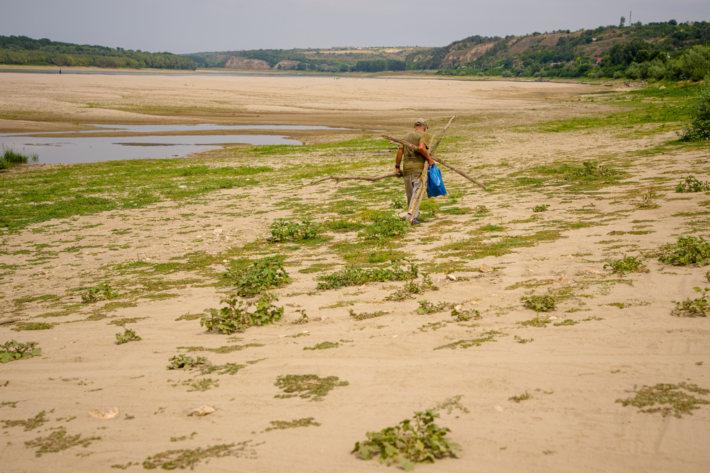 A man carries wood along an area that is usually submerged in water from the Danube River, amid low water levels in Rasova, Romania, Monday, Aug. 3 2026. (AP Photo/Andreea Alexandru)