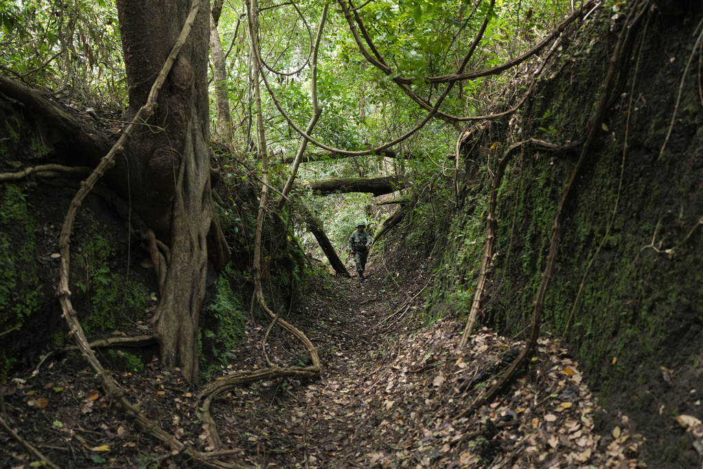 A park ranger walks along the "Camino de Cruces," a colonial road built by the Spanish to transport treasure across the isthmus to the Caribbean for shipment to Europe, in Panama City, Wednesday, Aug. 13, 2025. (AP Photo/Matias Delacroix)