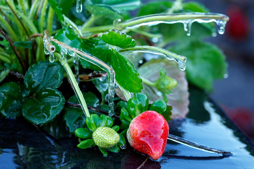 A protective coating of ice clings to a strawberry plant in sub-freezing temperatures at a field Friday, Jan. 16, 2026, in Plant City, Fla. (AP Photo/Chris O'Meara)
