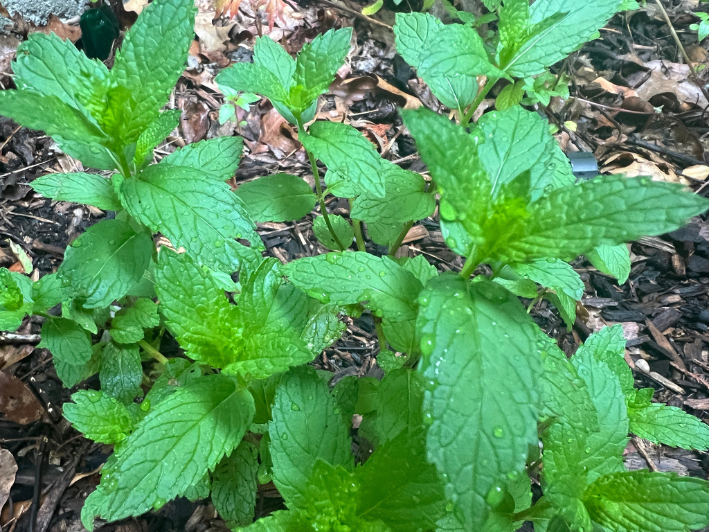 A spearmint plant grows in the ground at a home on Long Island, N.Y., on June 15, 2026. (Jessica Damiano via AP)