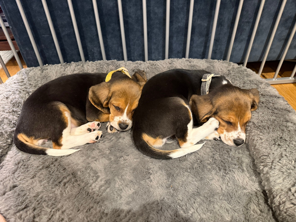 This 2024 photo provided by Matt Walker shows Alfie and Bailey, gene-edited hypoallergenic dogs, in New York. (Matt Walker via AP)
