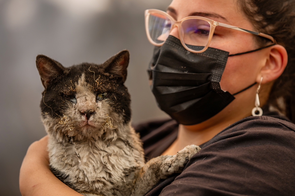 A woman holds a cat rescued after wildfires swept through homes near Lirquen, Chile, Sunday, Jan. 18, 2026. (AP Photo/Javier Torres)