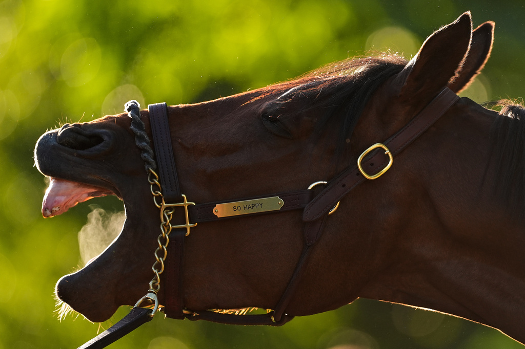 Kentucky Derby entrant So Happy waits to get a bath after a workout at Churchill Downs Thursday, April 30, 2026, in Louisville, Ky. (AP Photo/Charlie Riedel)