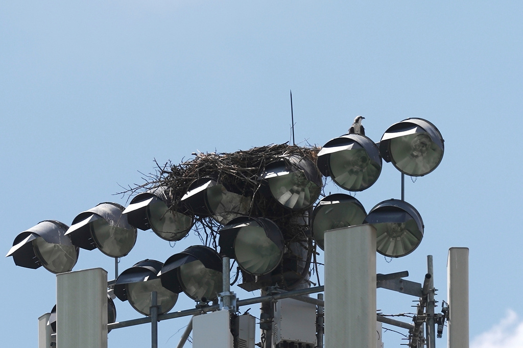 An osprey perches next to its nest atop a light pole above a high school athletic field Wednesday, Aug. 20, 2025, in Apple Valley, Minn. (AP Photo/Mark Vancleave)