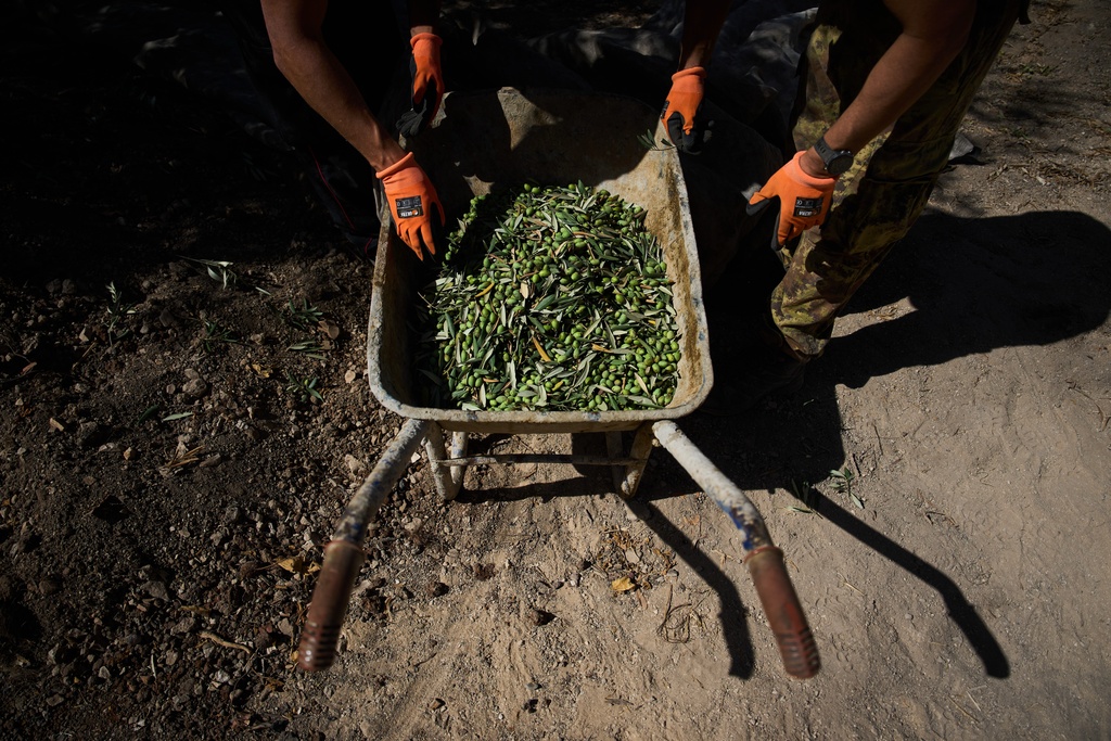 Italian volunteers collect olives they just harvested at the Franciscan hermitage on the Mount of Olives in Jerusalem, Friday, Oct. 3, 2025. (AP Photo/Oded Balilty)