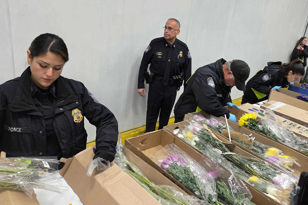 Valentine's Day flowers are unwrapped and inspected by U.S. Customs and Border Protection agriculture specialists at Miami International Airport, on Friday, Feb. 6, 2026, in Miami. (AP Photo/David Fischer)