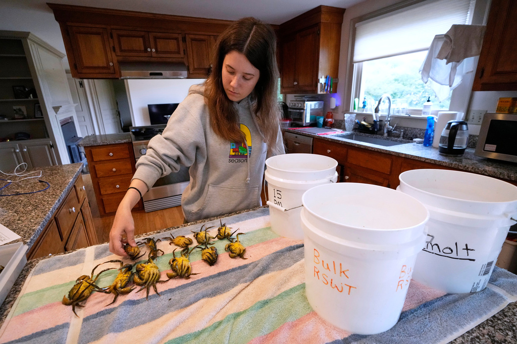 University of Miami intern Grace Welles sorts pre-molt green crabs Thursday, June 11, 2026, in York, Maine. (AP Photo/Robert F. Bukaty)
