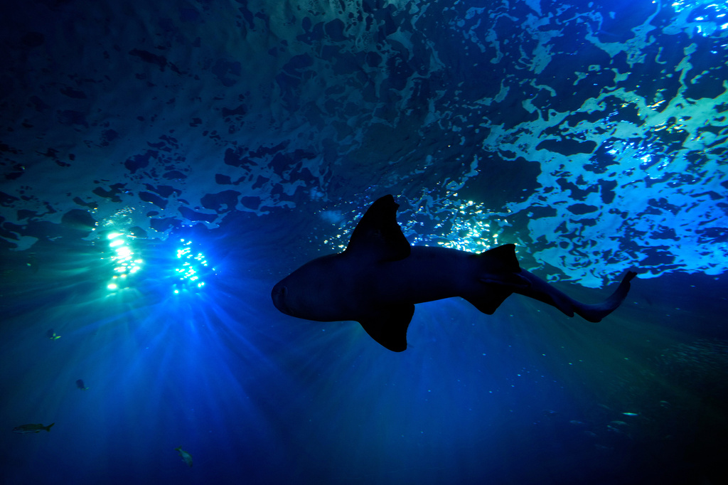 A shark swims in a 400,000 gallon tank at the Mote Science Education Aquarium, Monday, Oct. 6, 2025, in Sarasota, Fla. (AP Photo/Chris O'Meara)