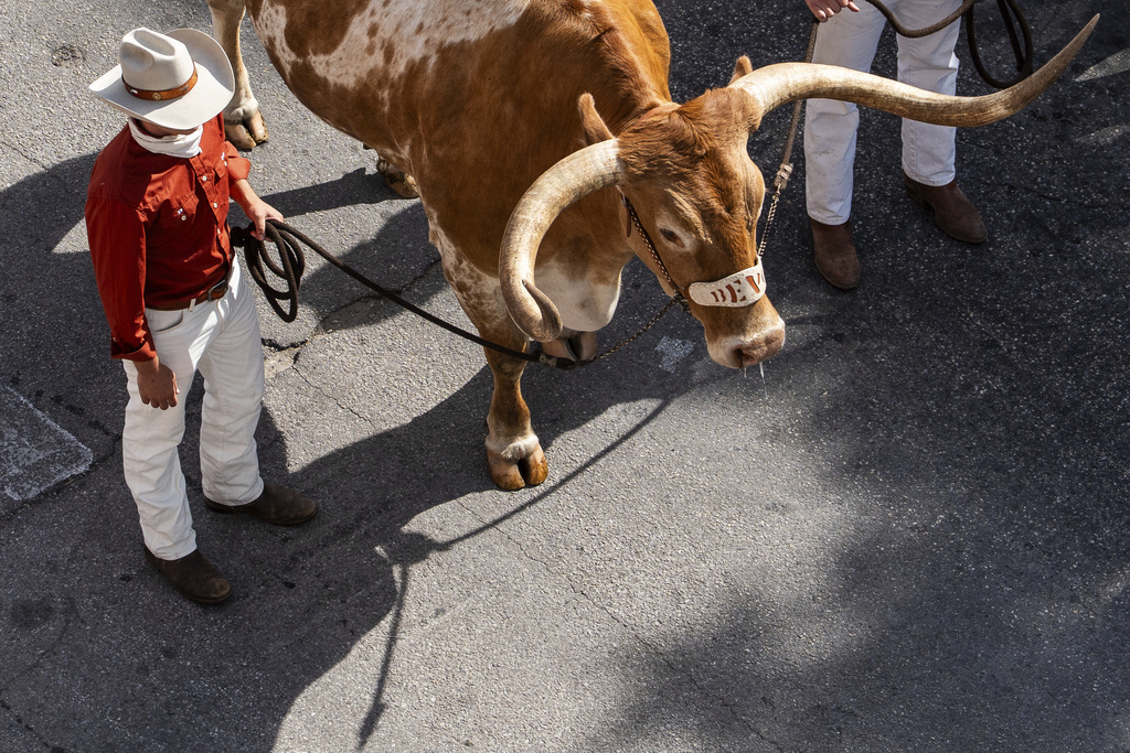 Texas mascot Bevo heads into the stadium before an NCAA college football game against Sam Houston State in Austin, Texas, Saturday, Sept. 20, 2025. (Sara Diggins/Austin American-Statesman via AP)