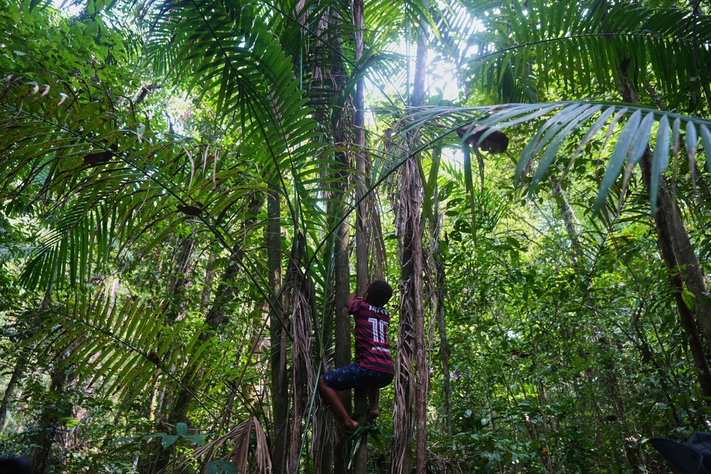 Riquelme climbs an acai palm at a quilombola, an Afro-descendant community called Menino Jesus in Acara, Brazil, Tuesday, Nov. 18, 2025. (AP Photo/Fernando Llano)