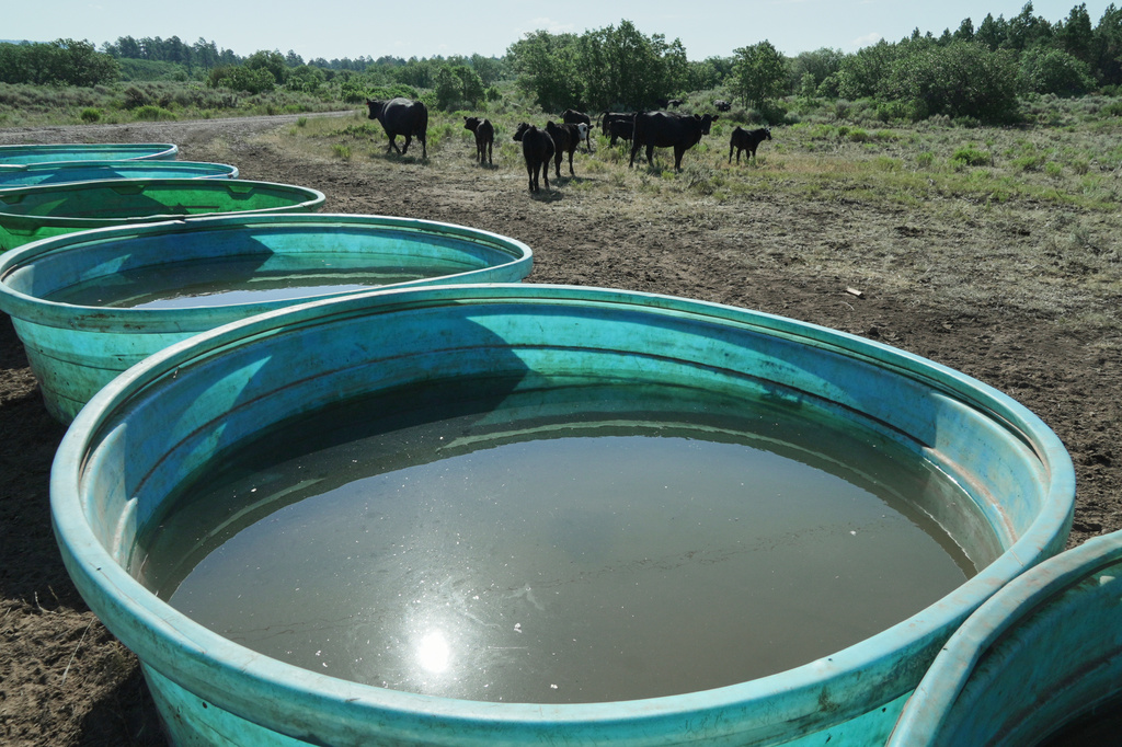 Cattle stand near stock tanks, July 16, 2026, near Montrose, Colo. (AP Photo/Brittany Peterson)