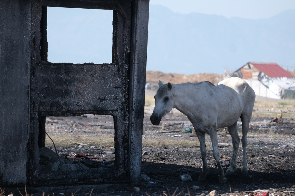 One of Unattended horses wanders on the outskirts of Montenegro's capital, Podgorica during a hot summer day Monday, June 29, 2026. (AP Photo/Risto Bozovic)