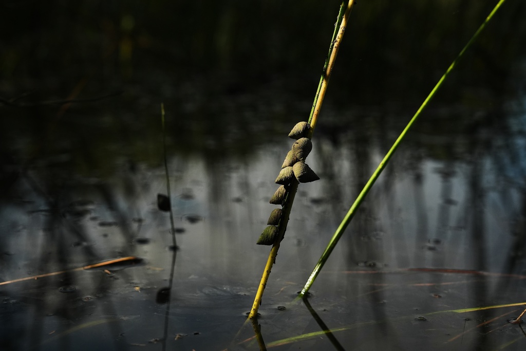 Snail shells rest on salt marsh grass Wednesday, Oct. 8, 2025, in Charleston, S.C. (AP Photo/Joshua A. Bickel)