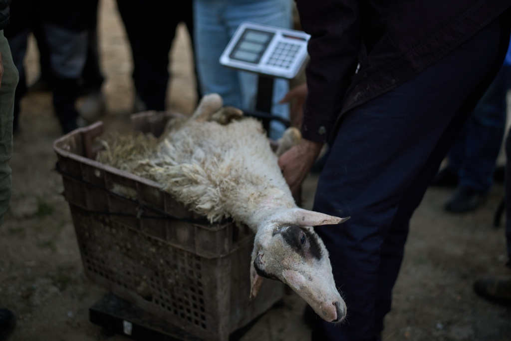 A sheep for sale is weighed at a livestock market near Balata refugee camp on the outskirts of the West Bank city of Nablus, Thursday, Feb. 12, 2026. (AP Photo/Leo Correa)