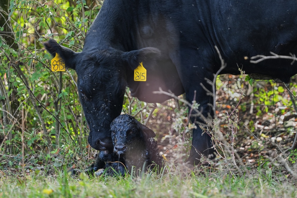 A cow stands next to her newborn calf Friday, Oct. 17, 2025, in Eminence, Ky. (AP Photo/Joshua A. Bickel)