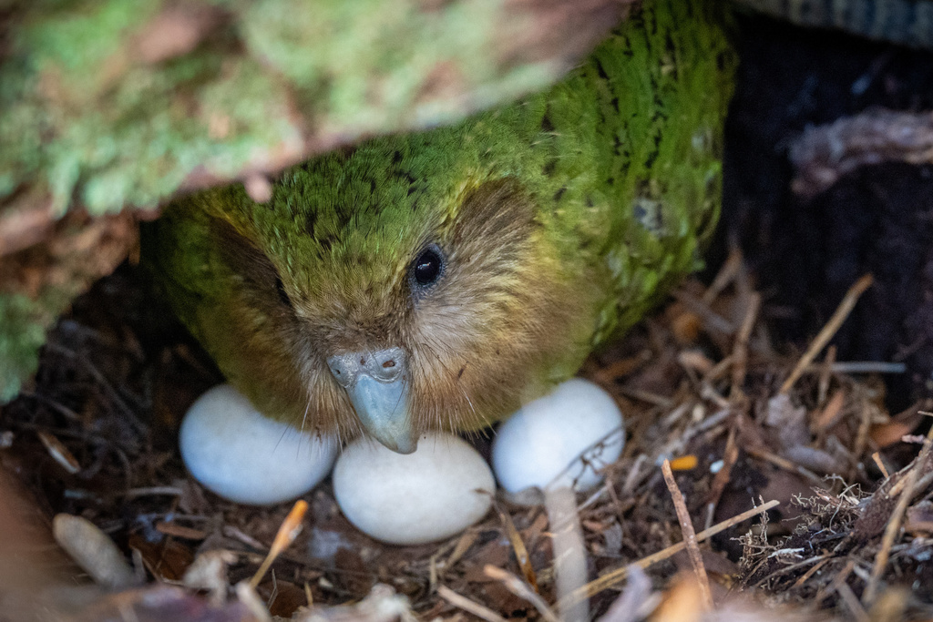 In this photo provided by the Dept. of Conservation, New Zealand, Kakapo, Kohengi sits with her three eggs, on Anchor Island, Pukenui, New Zealand, Feb. 3, 2026. (Andrew Digby/Dept. of Conservation, New Zealand via AP)