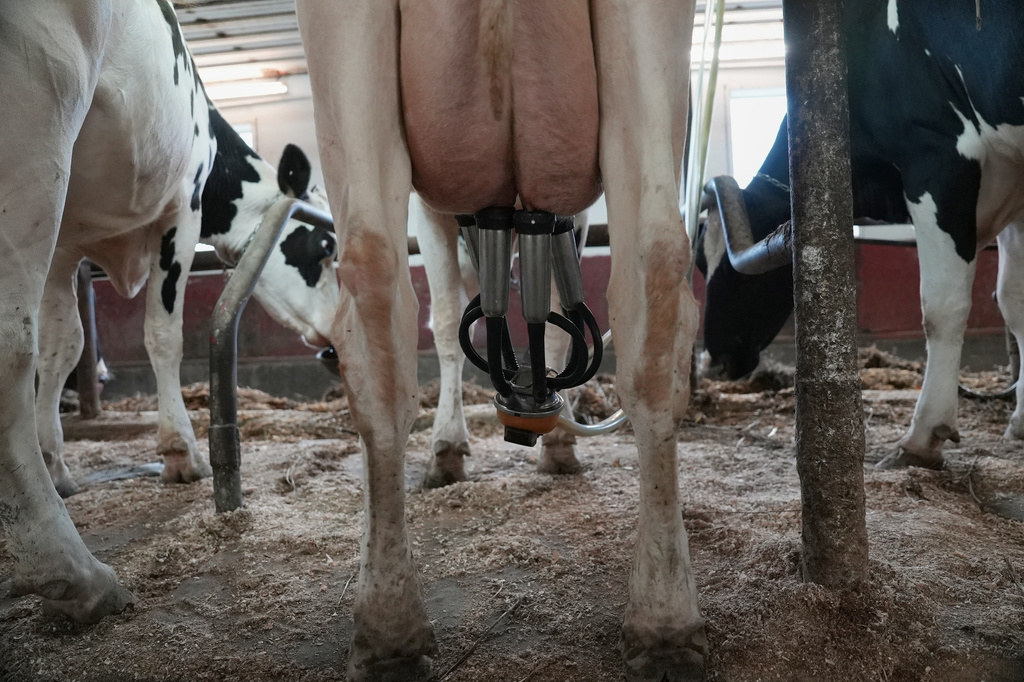 A cow is milked at Ronnybrook Farm, which uses pasteurization, in Ancramdale, N.Y., on April 22, 2026. (AP Photo/Mary Conlon)