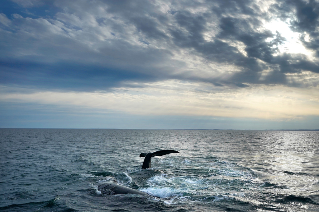 FILE - A pair of North Atlantic right whales interact at the surface of Cape Cod Bay, March 27, 2023, in Massachusetts. (AP Photo/Robert F. Bukaty, NOAA permit # 21371)