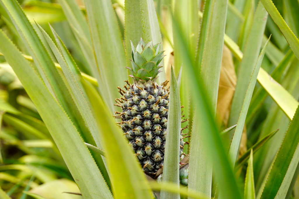 A pineapple grows on Djoda Farm in Matourkou, near Bobo-Dioulasso, Burkina Faso, Thursday, May 7, 2026. (AP Photo/Elia Borras)