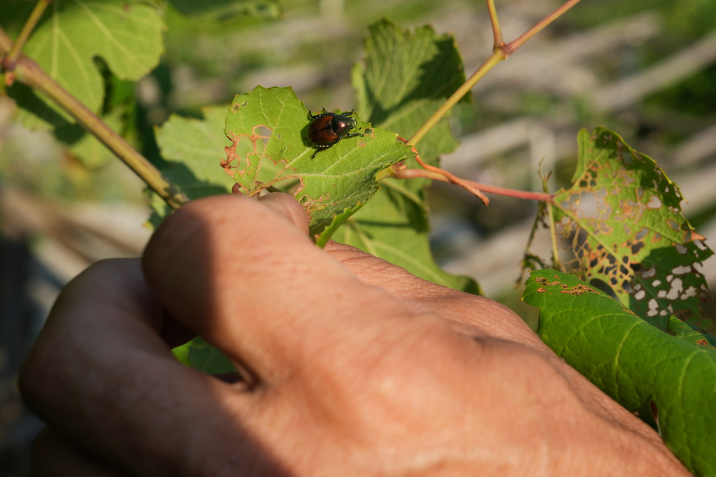 Vittorio Costabloz, vice-president of Caves de Donnas wine cooperative, points out a Japanese beetle (Popillia japonica) on a vine leaf in Donnas, in the Valle d'Aosta region, Italy, Thursday, July 9, 2026. (AP Photo/Antonio Calanni)