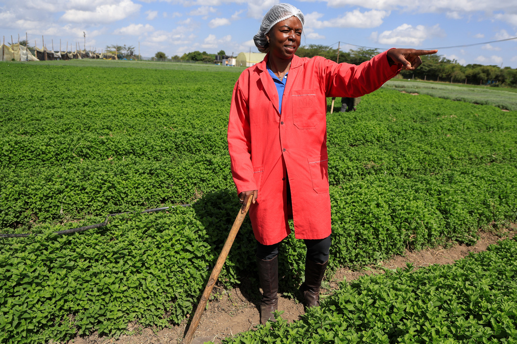 Citadel Agri Merchants Managing Director Yvonne Anyonyi Mumiah gestures during an interview with The Associated Press in Kitengela, Kajiado County, Kenya, on May 22, 2026. (AP Photo/Andrew Kasuku)