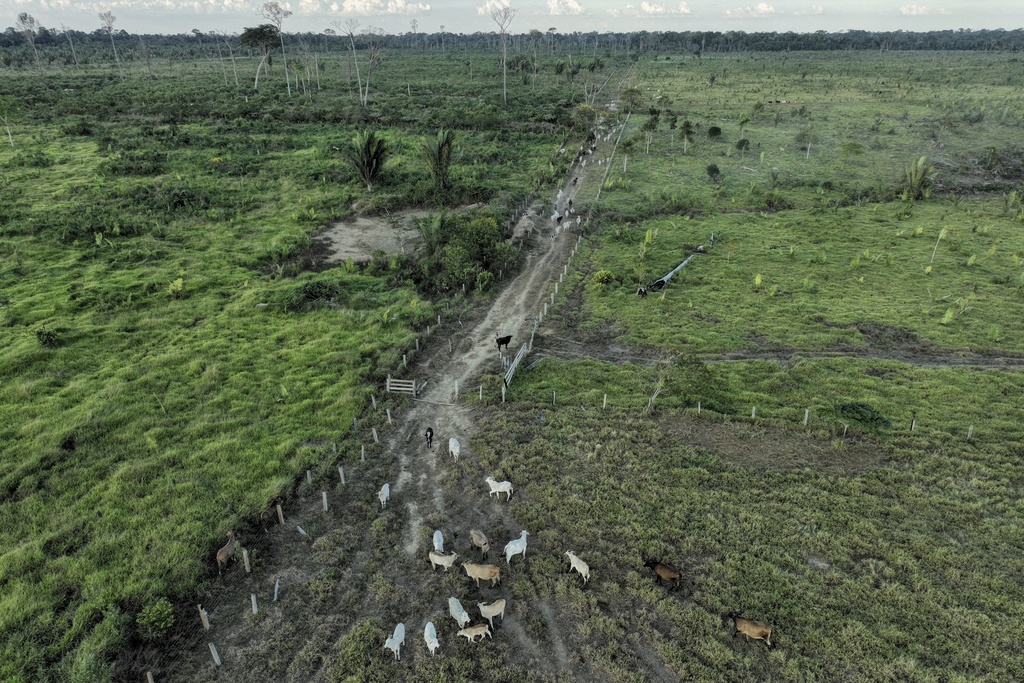 FILE - Cattle walk along an illegally deforested area in an extractive reserve near Jaci-Parana, Rondonia state, Brazil, July 12, 2023. (AP Photo/Andre Penner, File)