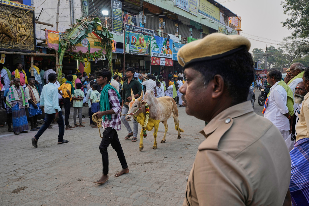 A man walks along with his bull to participate in the Jallikattu bull-taming event at the annual harvest festival called Pongal in Palamedu village on the outskirts of Madurai, India, Friday, Jan. 16, 2026. (AP Photo/Mahesh Kumar A.)