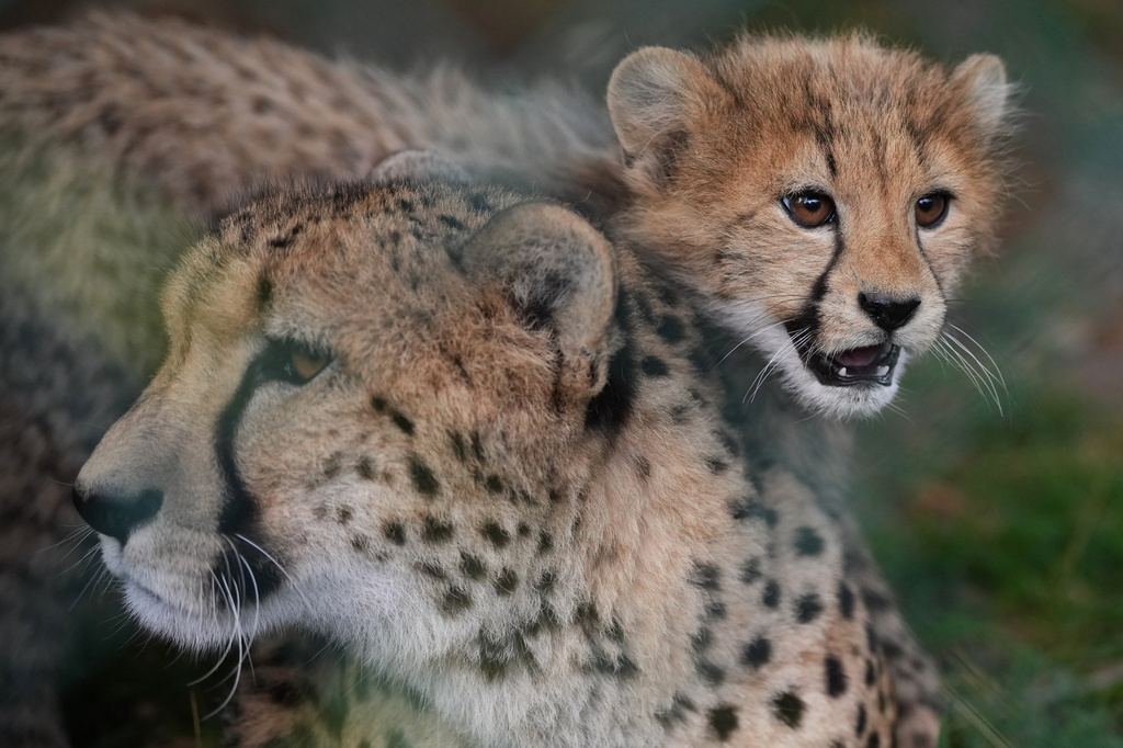 One of the newly born cheetah quintuplets walks by its mother, Daenerys, at their enclosure at the zoo in Prague, Czech Republic, Friday, Sept. 25, 2026. (AP Photo/Petr David Josek)