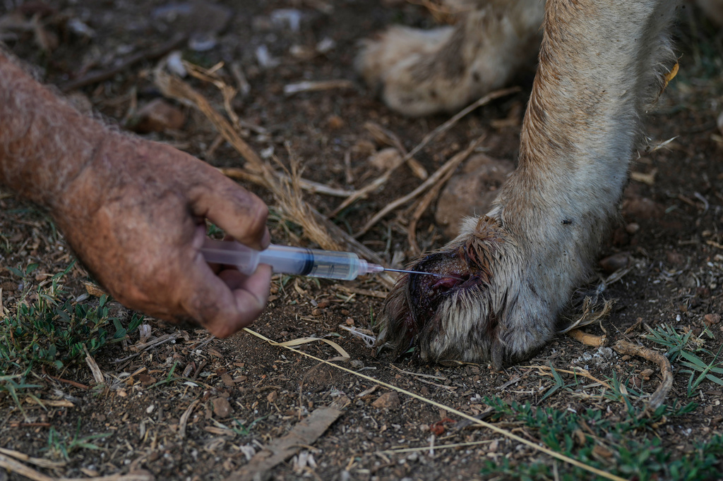 Hussein Hamza, treats an injured dog left behind his owners after they fled following the outbreak of the latest Israel-Hezbollah war, at his animal shelter in the village of Kfaroue, near Nabatiyeh, southern Lebanon, Thursday, July 2, 2026. (AP Photo/Bilal Hussein)