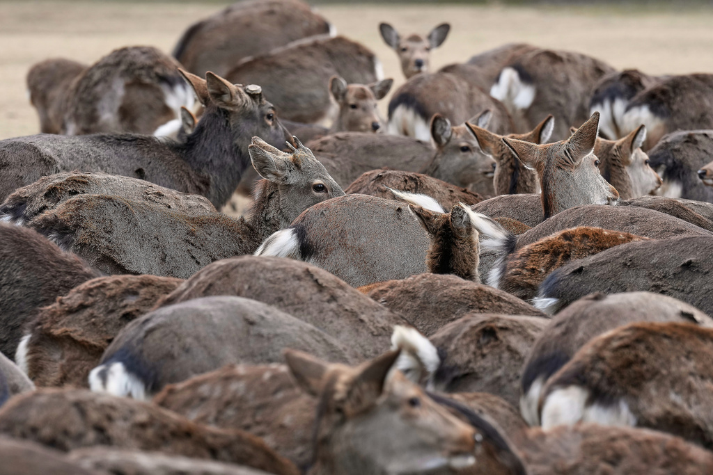 Deer wait for food from tourists at a park in Nara, western Japan, Wednesday, Jan. 14, 2026, where more than 1,000 free-roaming deer considered sacred in Shinto belief have become one of the city's most popular tourist attractions. (AP Photo/Eugene Hoshiko)