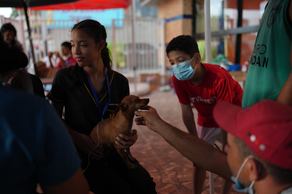 A volunteer holds a dog receiving treatment at a McDonald's restaurant being used as a temporary health center and pet reunification center after the earthquakes that struck La Guaira, Venezuela, Thursday, July 2, 2026.(AP Photo/Matias Delacroix)