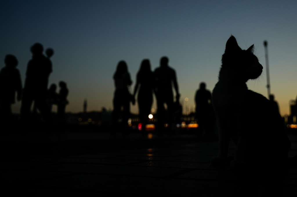 A cat sits on a street in the late afternoon at Karakoy district in Istanbul, Turkey, Wednesday, June 24, 2026. (AP Photo/Emrah Gurel)