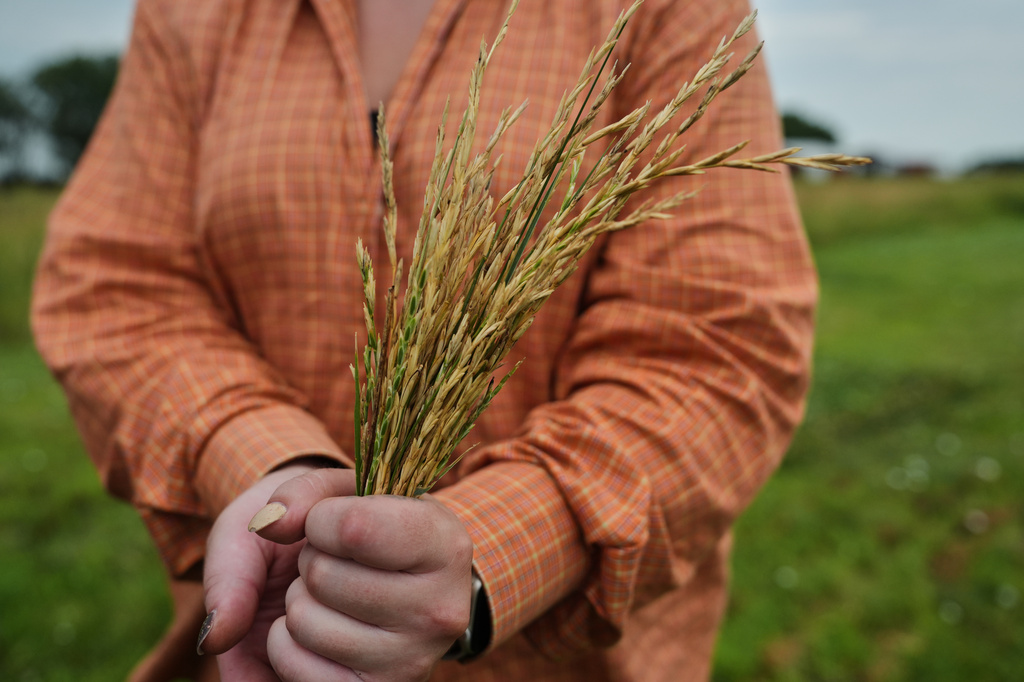 Skyler Grove holds a bundle of Kernza, Tuesday, July 28, 2026, at The Land Institute in Salina, Kan. (AP Photo/Joshua A. Bickel)