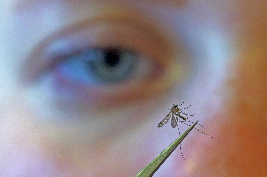 FILE - A municipal biologist examines a mosquito in Salt Lake City, Aug. 26, 2019. (AP Photo/Rick Bowmer, File)