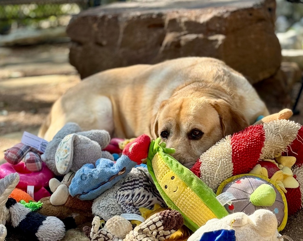 This 2023 image provided by Shany Dror shows a labrador named Augie in Texas. (Don Harvey/Shany Dror via AP)