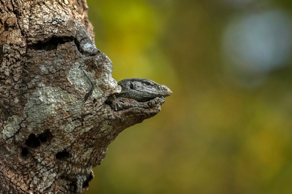 A Monitor Lizard rests on a tree inside the Kaziranga National Park in Kaziranga, India, March 4, 2025. (AP Photo/Anupam Nath, File)