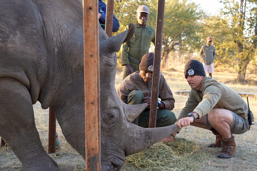 In this August 2025 photo provided by the Palm Beach Zoo & Conservation Society, Daniel Terblanche shows Imvelo Safari Lodges staff how to handle Thuza, an endangered white rhino with a life-threatening eye infection, in Bulawayo, Zimbabwe. (John Towey/Palm Beach Zoo & Conservation Society via AP)