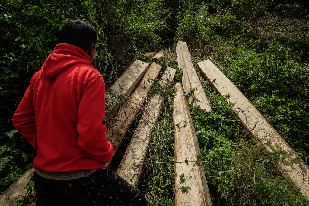 FILE - A man inspects logs near several wood pellet production companies in Pohuwato, Gorontalo province, Indonesia, Oct. 22, 2024. (AP Photo/Yegar Sahaduta Mangiri, File)