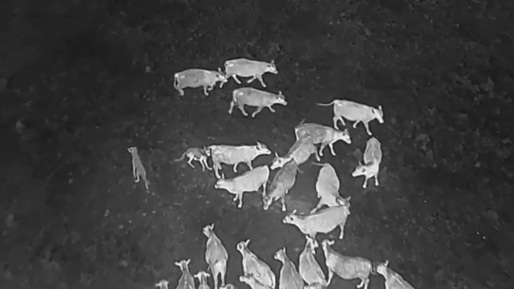 In this image taken from video released by the USDA, Gray wolves halt an attack on a cow at an undisclosed location along the Oregon/California border after a drone emits noises at them as part of efforts by the USDA to monitor predators at night and repel them from livestock by non-lethal means. (USDA via AP)