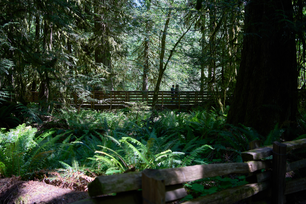 Visitors walk through Cathedral Grove, an old growth forest in MacMillan Provincial Park near Port Alberni, British Columbia, Saturday, May 30, 2026. (AP Photo/Annika Hammerschlag)