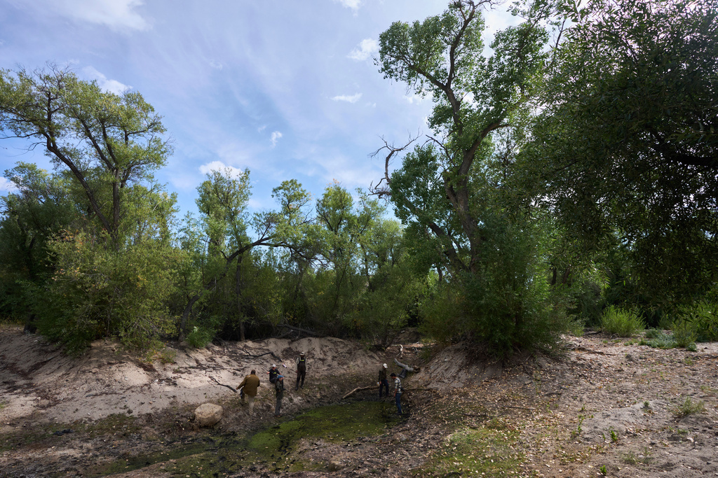 Scientists from Mexico and the United States search for red-legged froglets at a restoration pond that is part of a cross-border effort to bring back the native species in both Baja California, Mexico, and Southern California, Monday, Aug. 11, 2025, on a ranch outside of El Coyote, Mexico. (AP Photo/Gregory Bull)