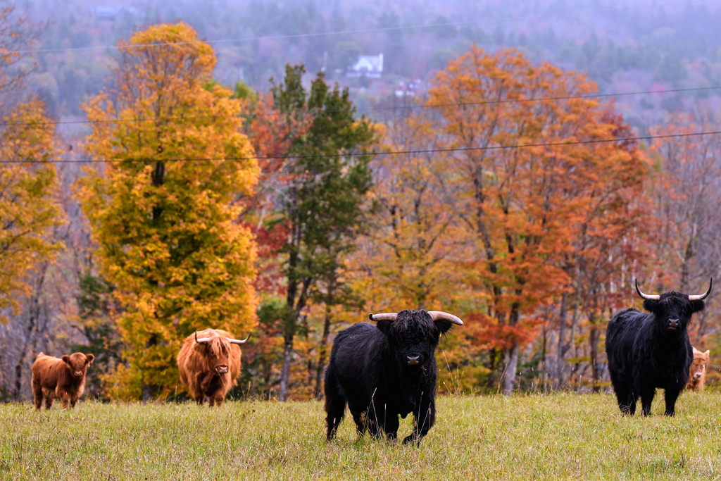 Highland cattle from the Star Lake Cattle Company, who have bred many National Champions, walk past trees with colorful fall foliage, Tuesday, Oct. 14, 2025, in Georges Mills, N.H. (AP Photo/Charles Krupa)