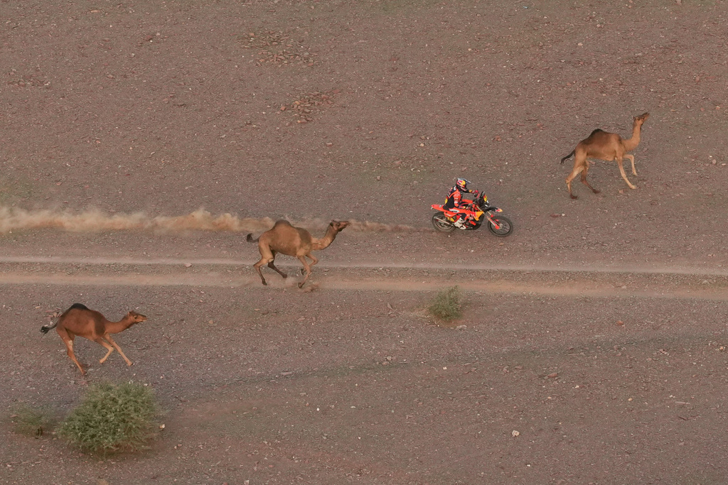 Rider Daniel Sanders drives beside camels during the second stage of the Dakar Rally between Yanbu and Alula, Saudi Arabia, Monday, Jan. 5, 2026. (AP Photo/Thibault Camus)