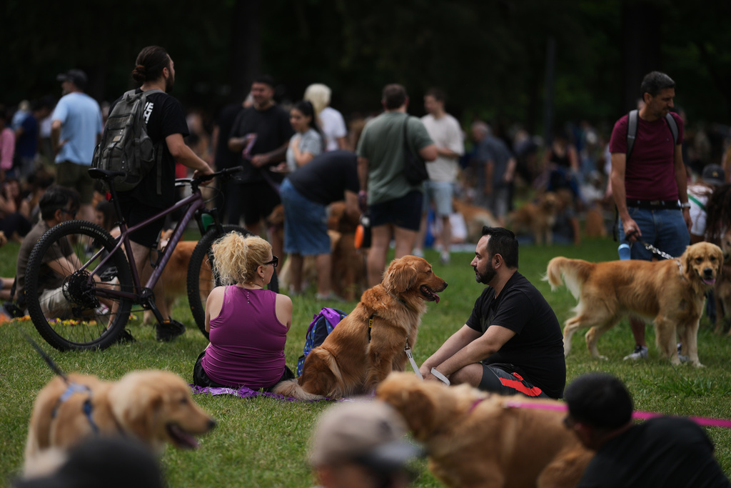 Golden Retrievers are gathered at a Palermo neighborhood park as people try to set a world record of most Golden Retrievers gathered in a park, in Buenos Aires, Argentina, Monday, Dec. 8, 2025. (AP Photo/Natacha Pisarenko)