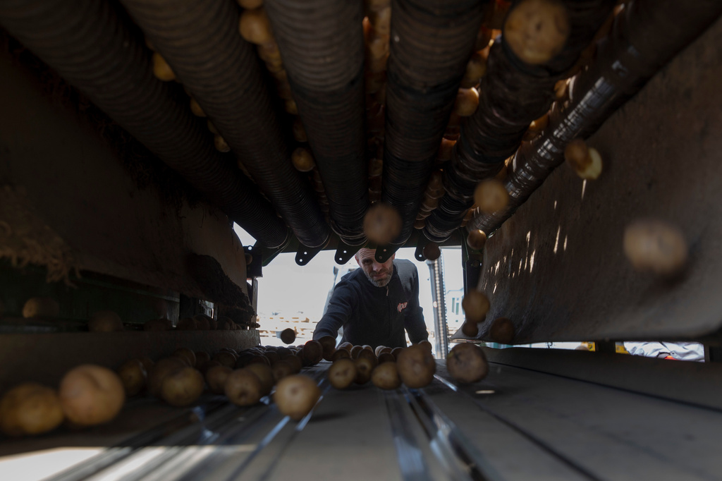 A worker of Pestova firm inspects the potatoes in the village of Pestove, Kosovo on March 26, 2026. (AP Photo/Visar Kryeziu)